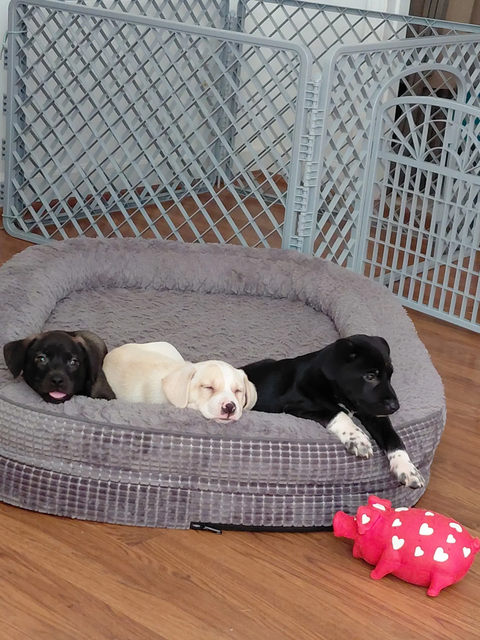 Josie Mascot Litter image 3