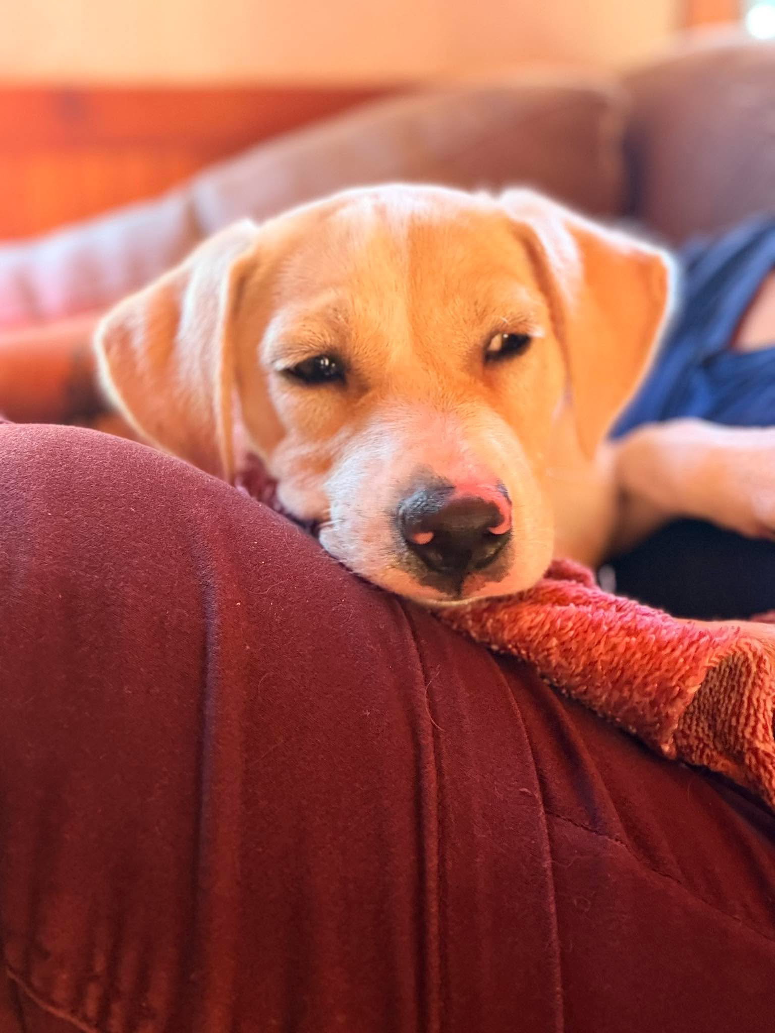 Josie (Mascot litter), photo 2