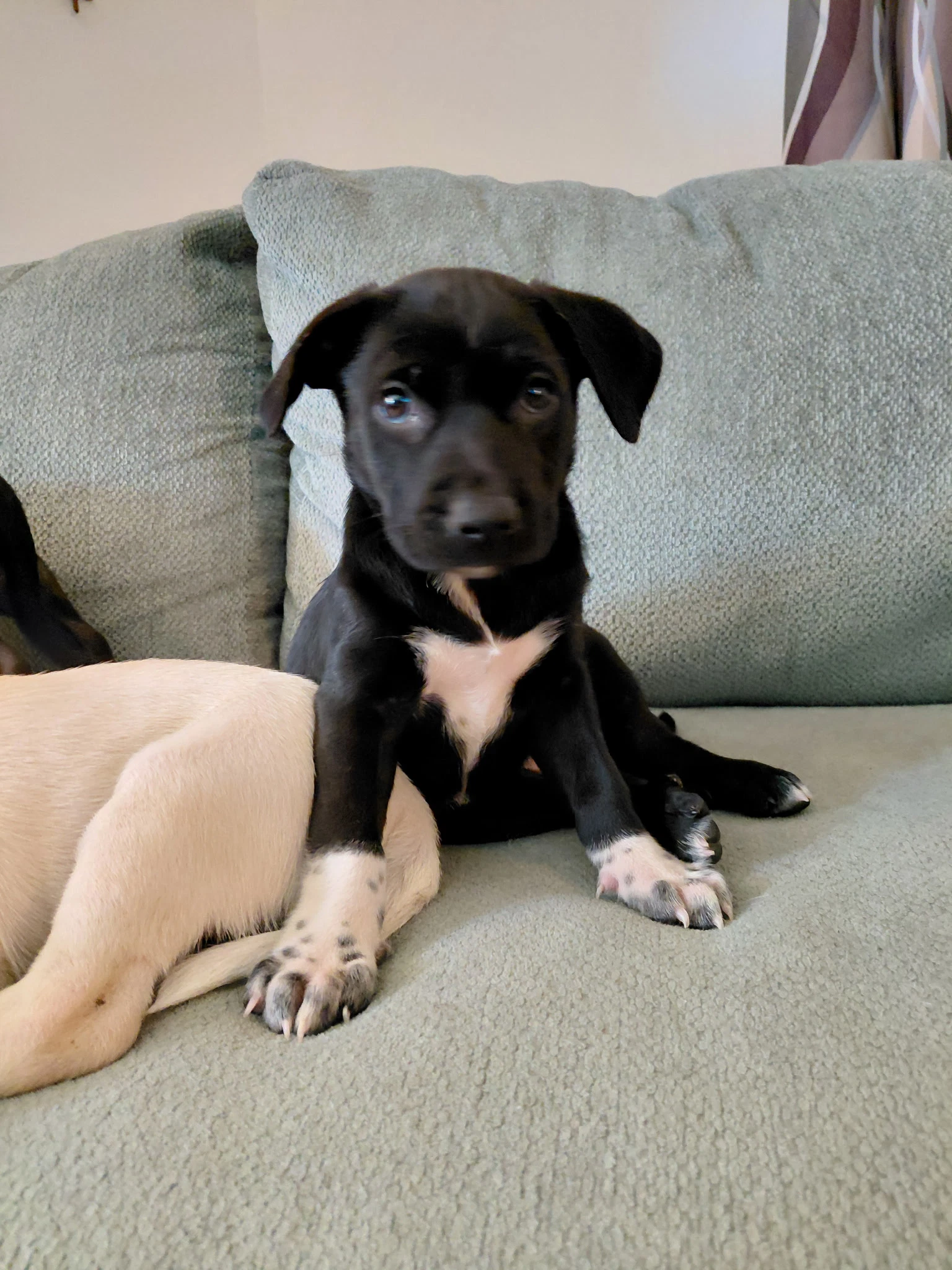 Rebel Mascot Litter
