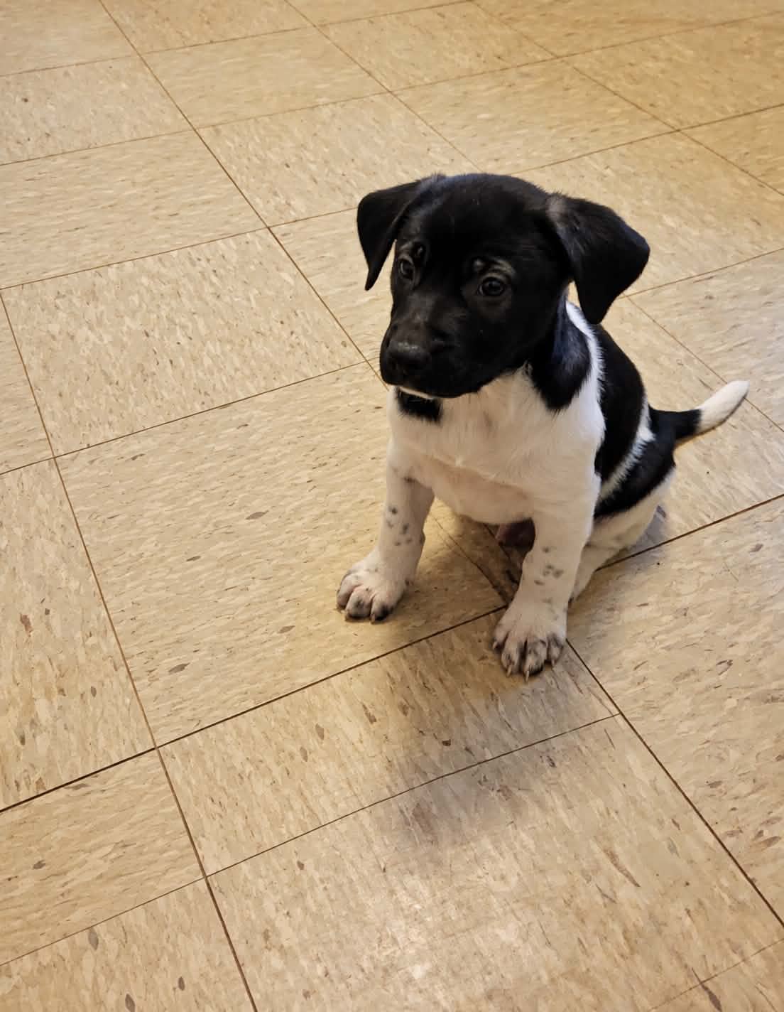 Doc Mascot Litter