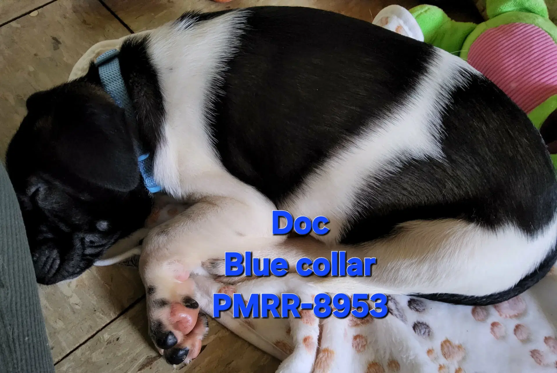 Doc Mascot Litter image 3