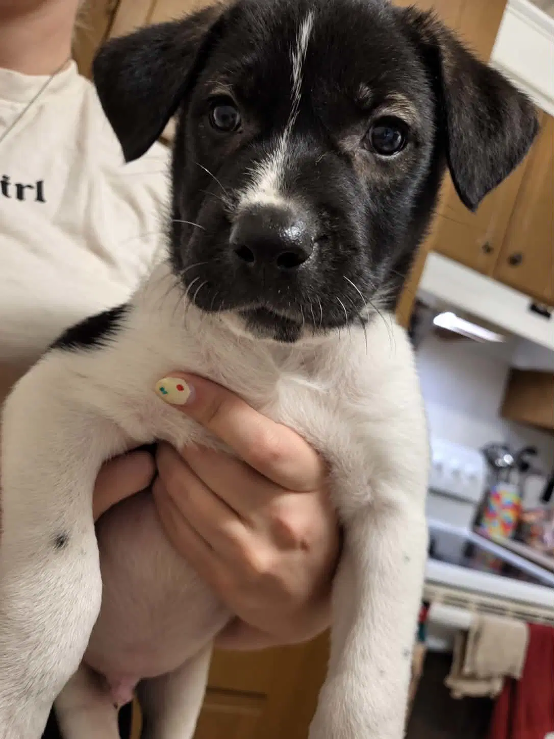 Gus Mascot Litter image 2