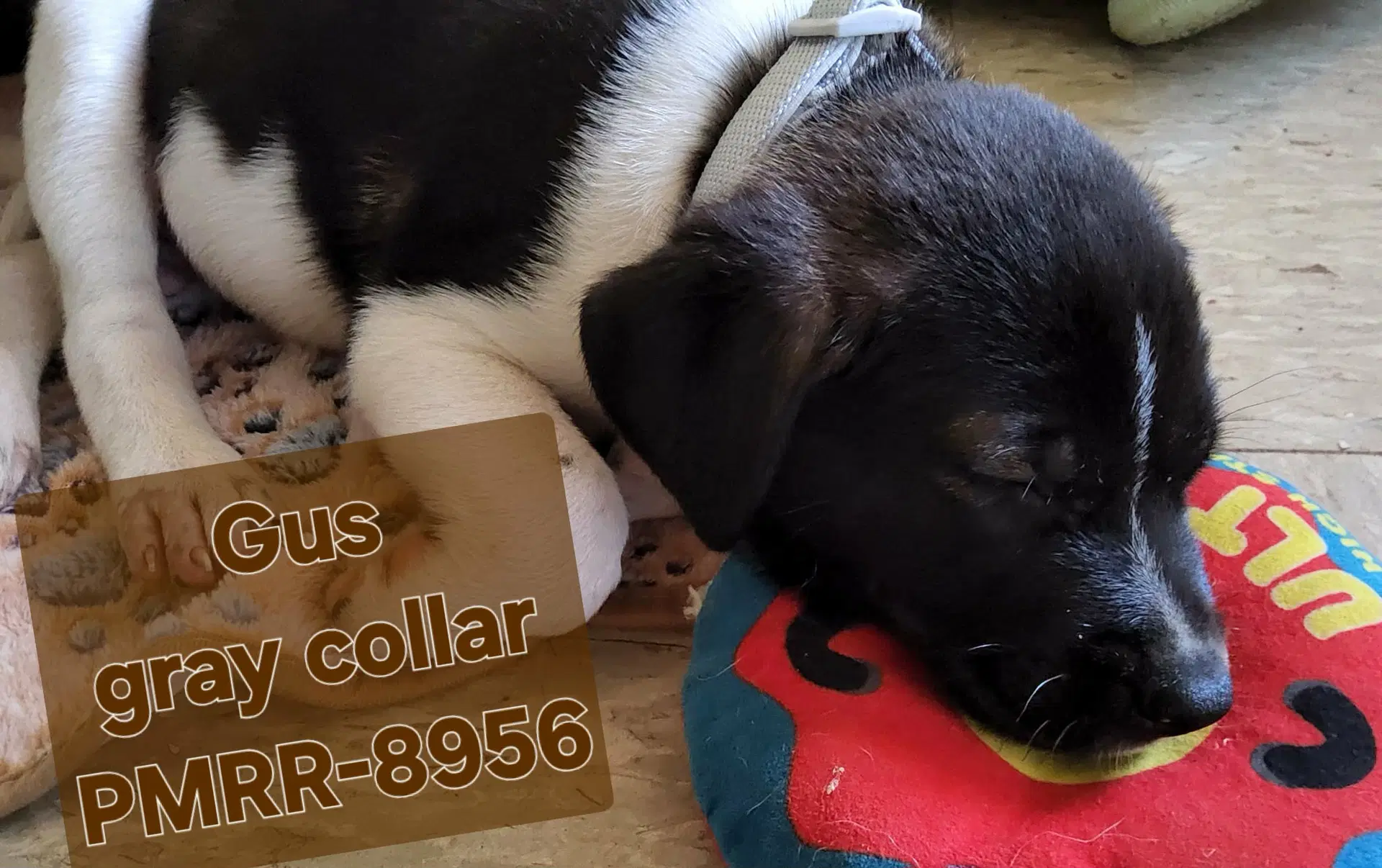 Gus Mascot Litter image 3