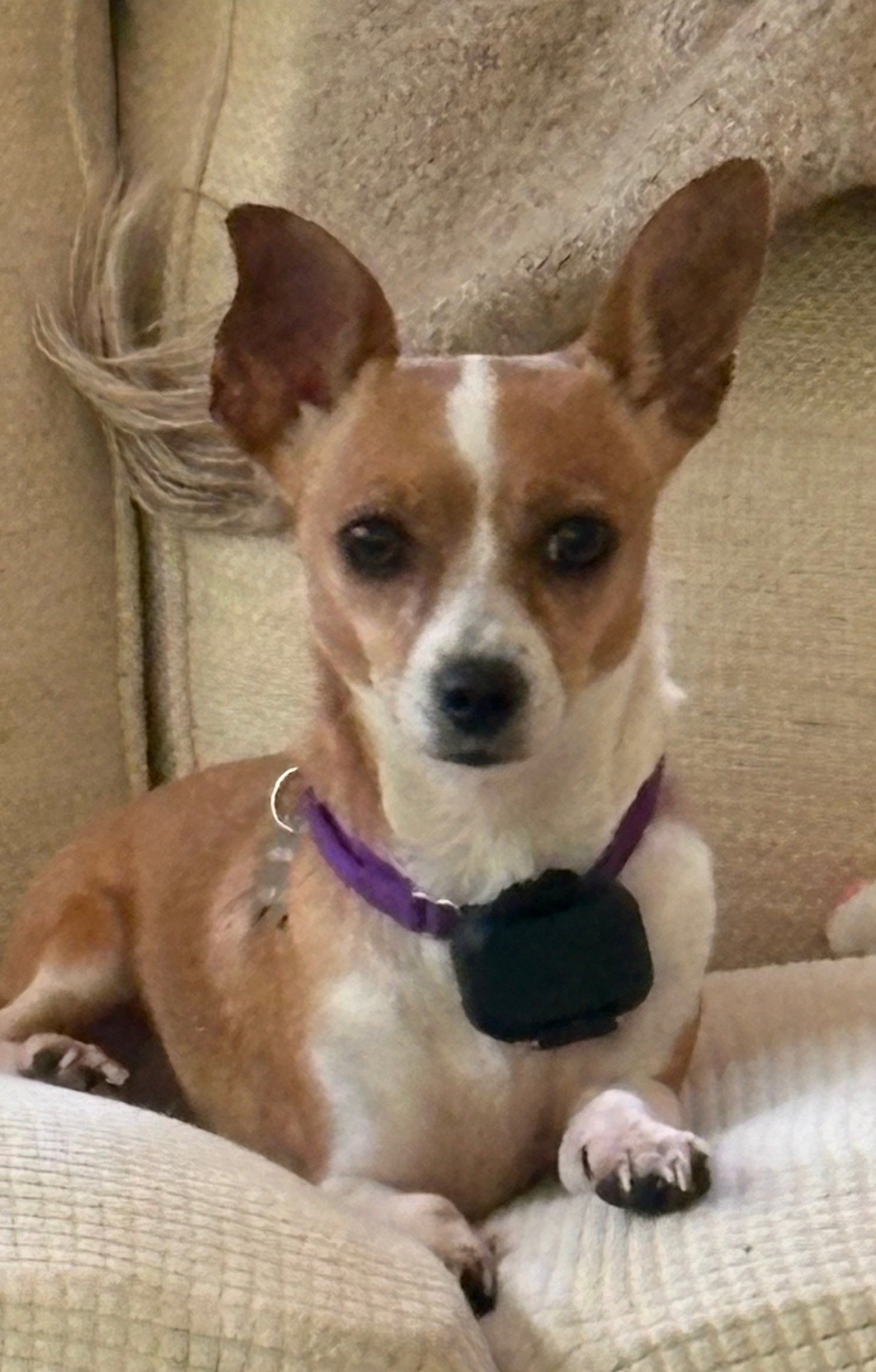 Dolly - Bonded to Parton