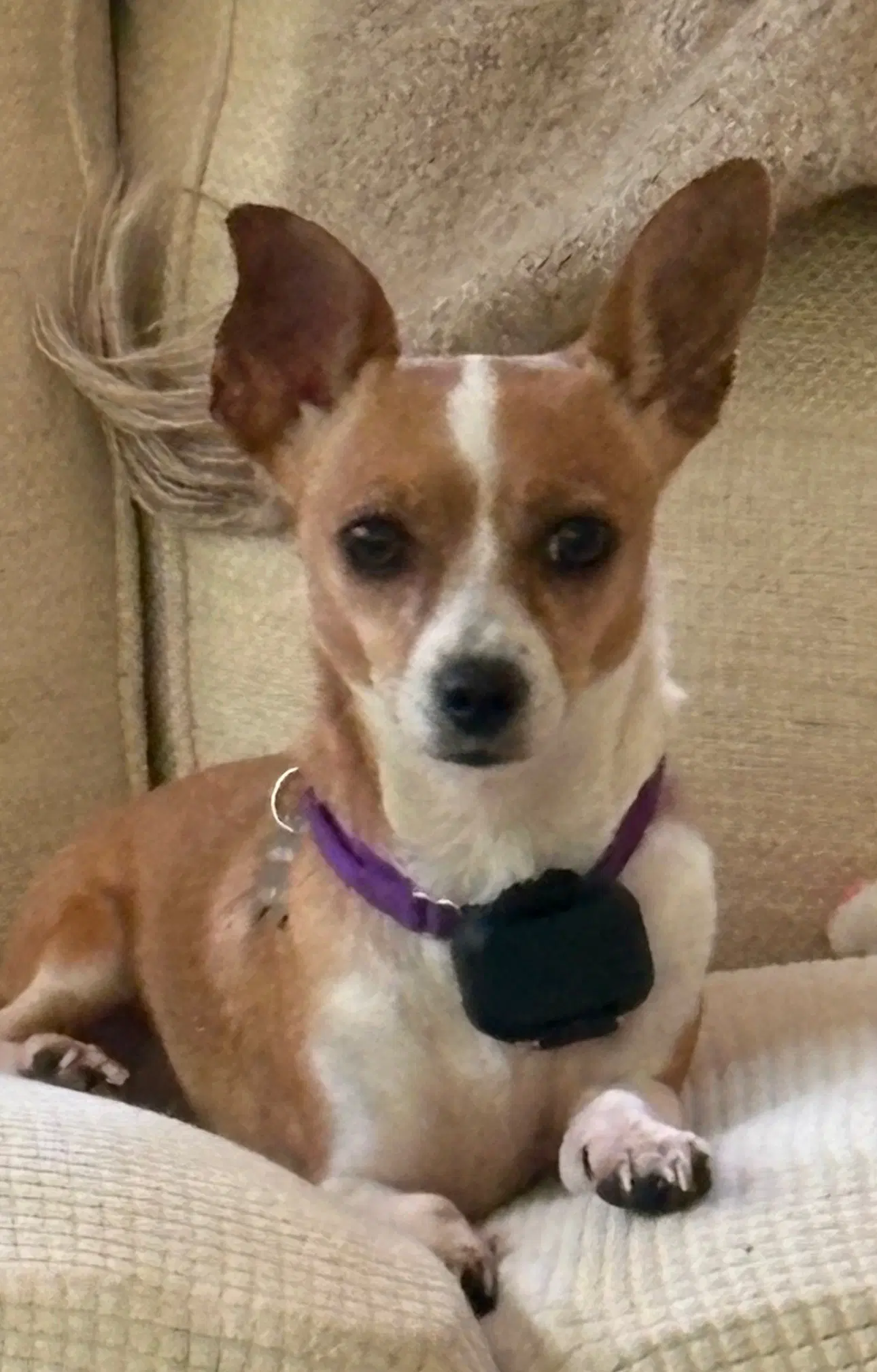 Dolly Chi - Chihuahua