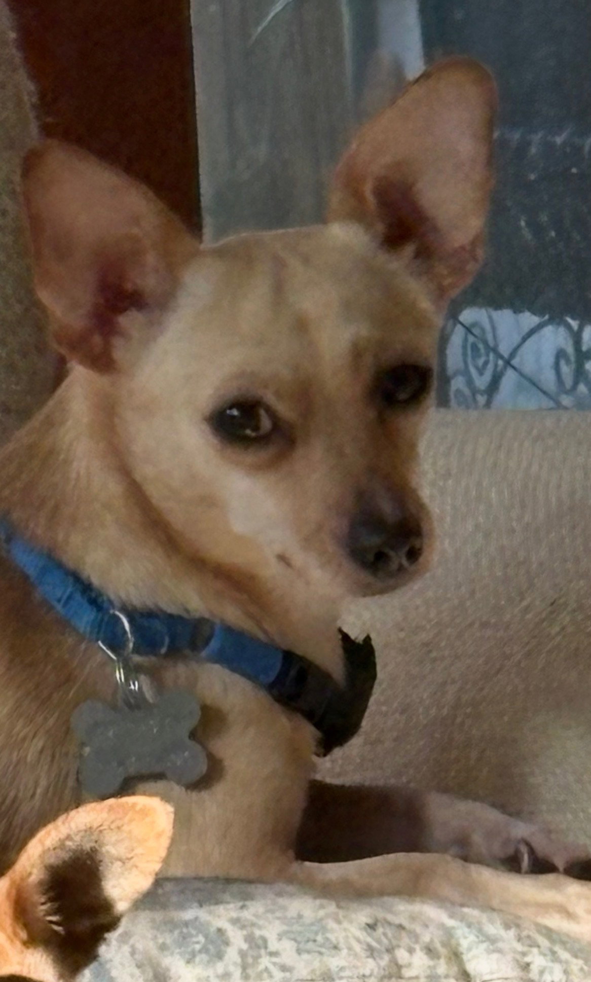 Parton - Bonded to Dolly