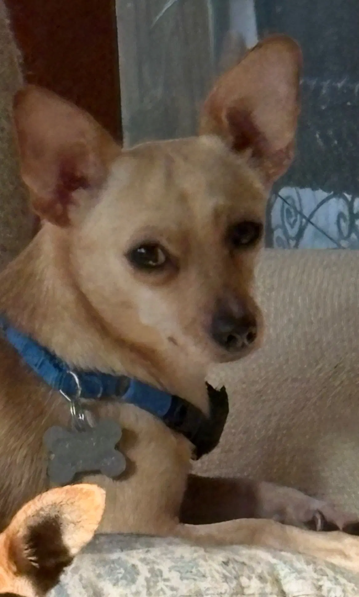 Parton Chi - Chihuahua