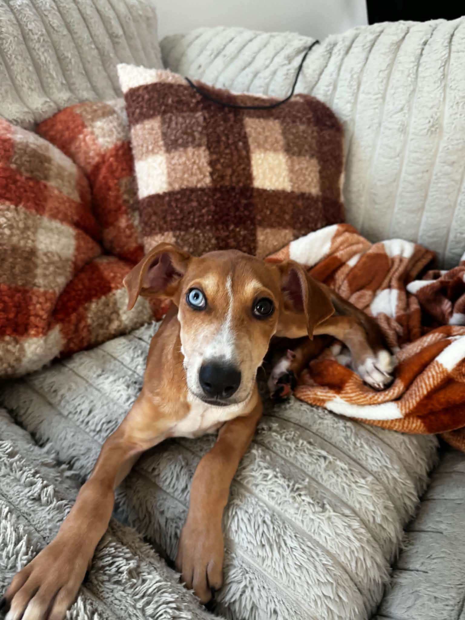 Penny - P Litter