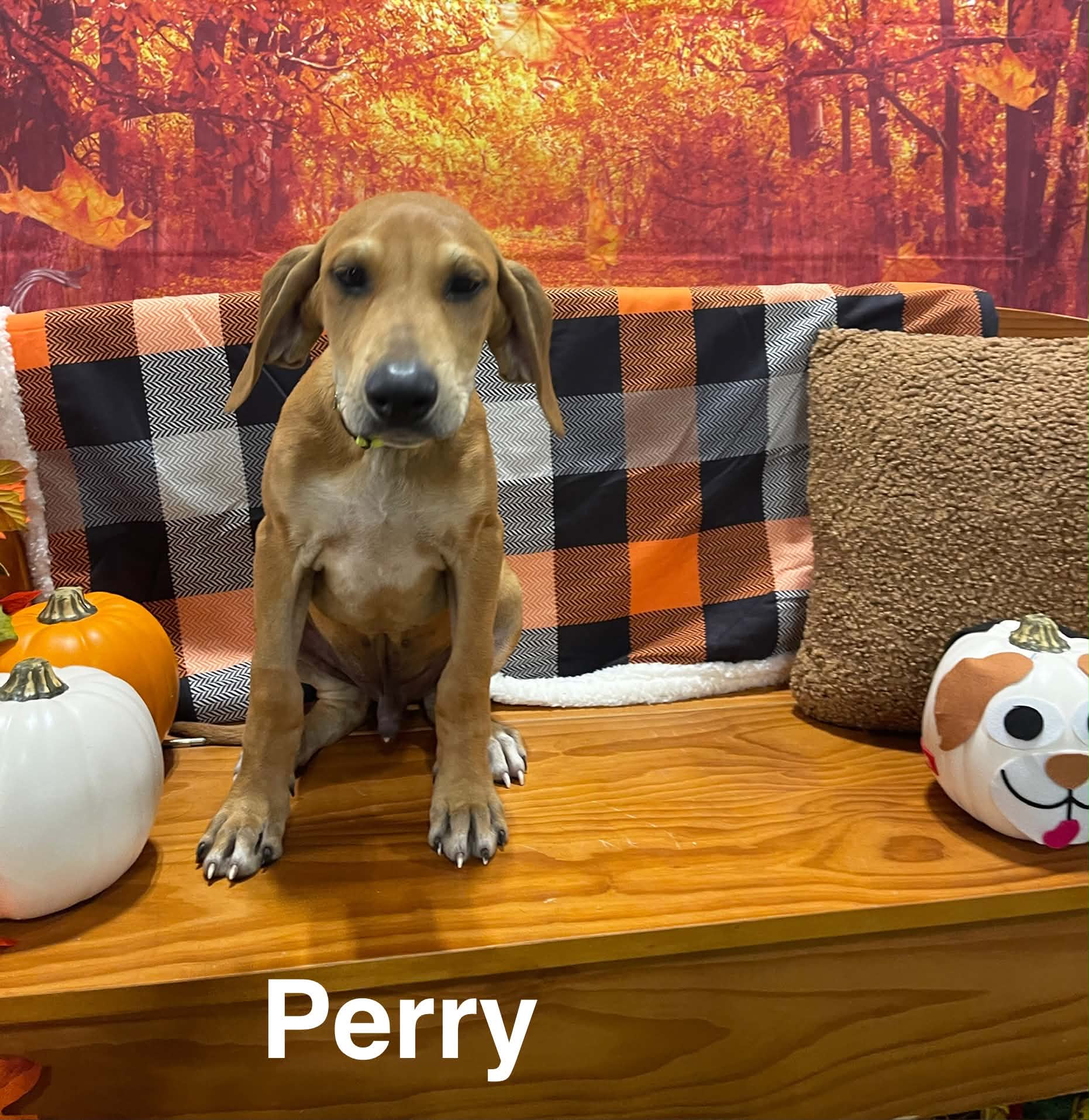 Perry P Litter