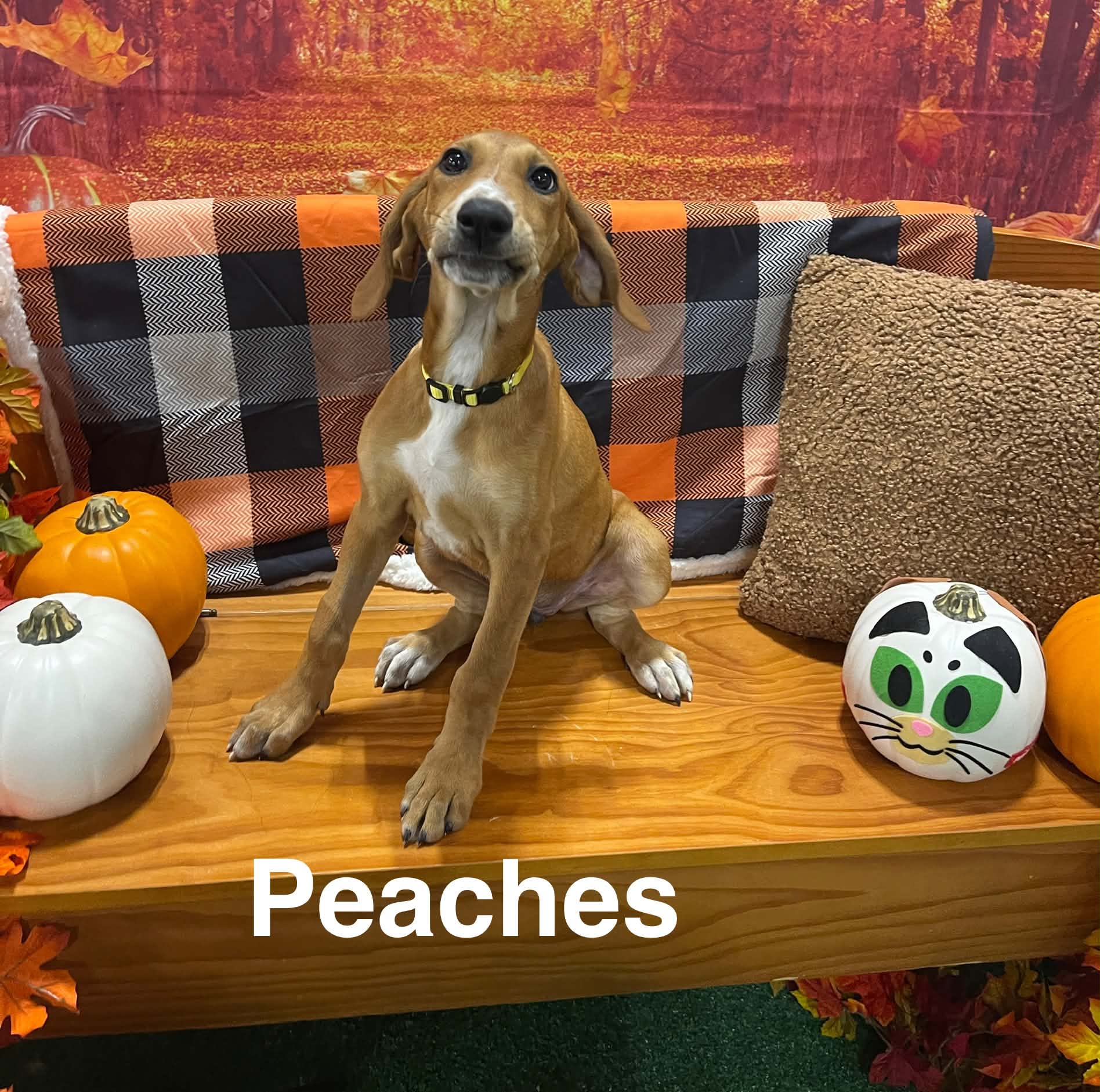 Peaches P Litter