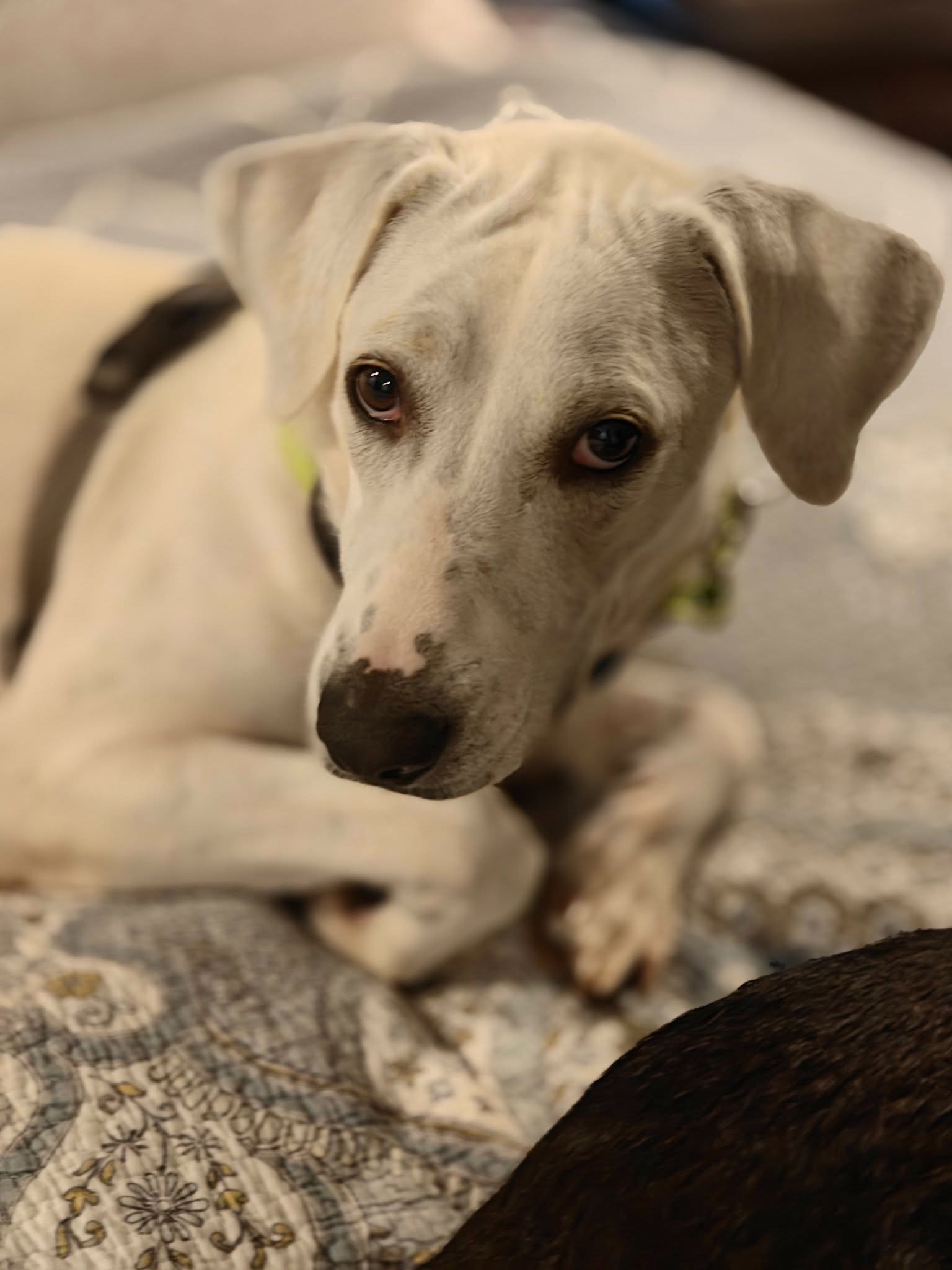 Bonita (Mama of P Litter)