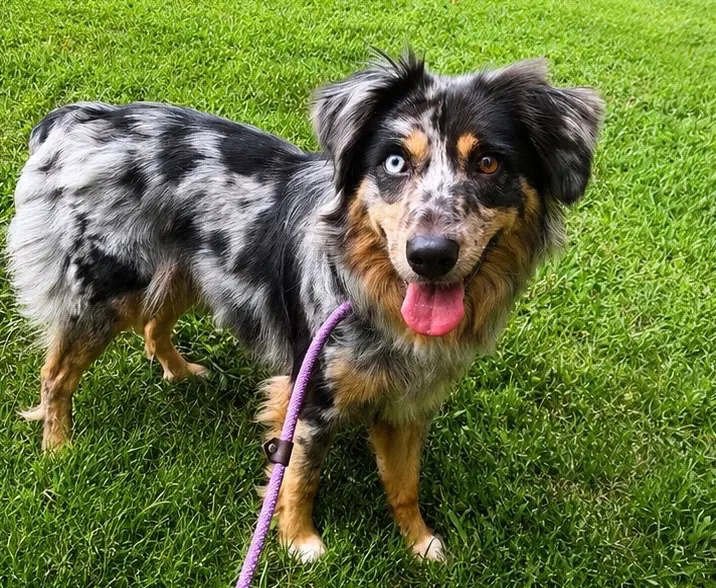 Willow - Australian Shepherd