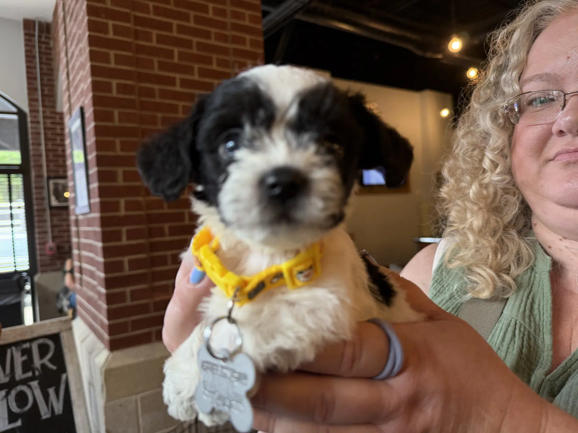 Oliver - Chihuahua