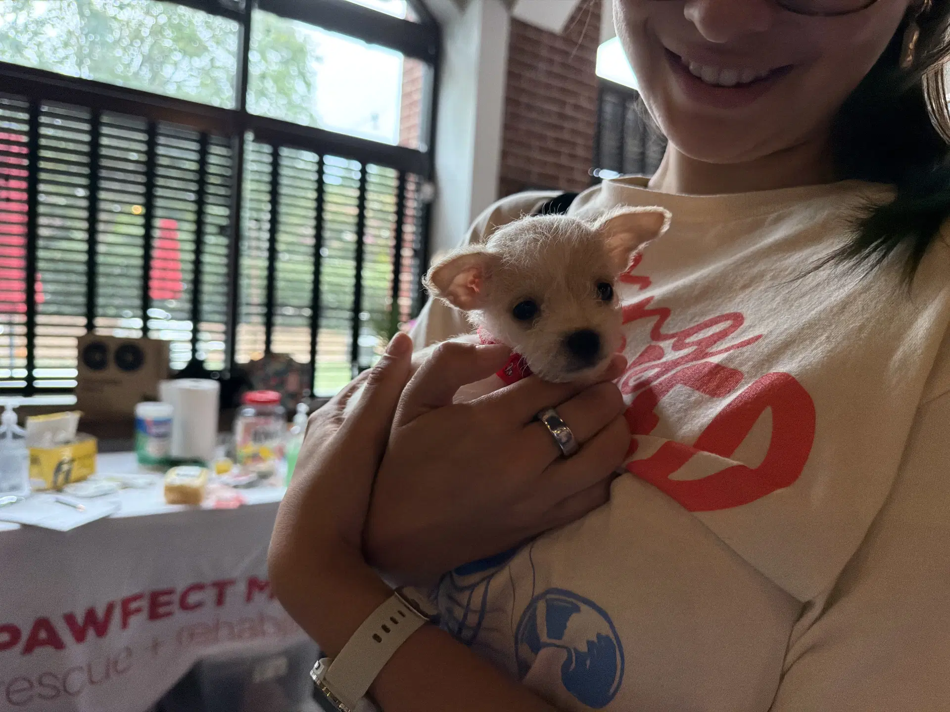 Opie - Chihuahua