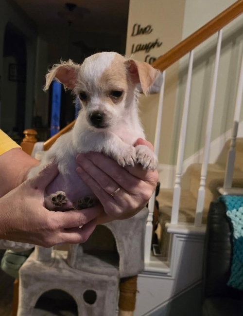 Photo 2 of Opie