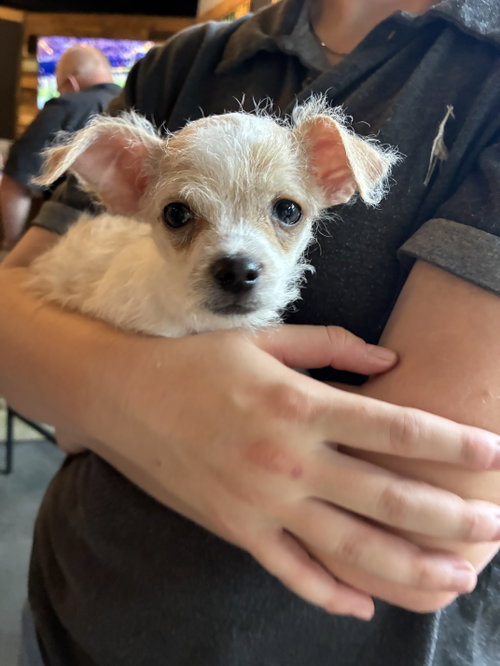 Opie, a dog for adoption from Pawfect Match Rescue