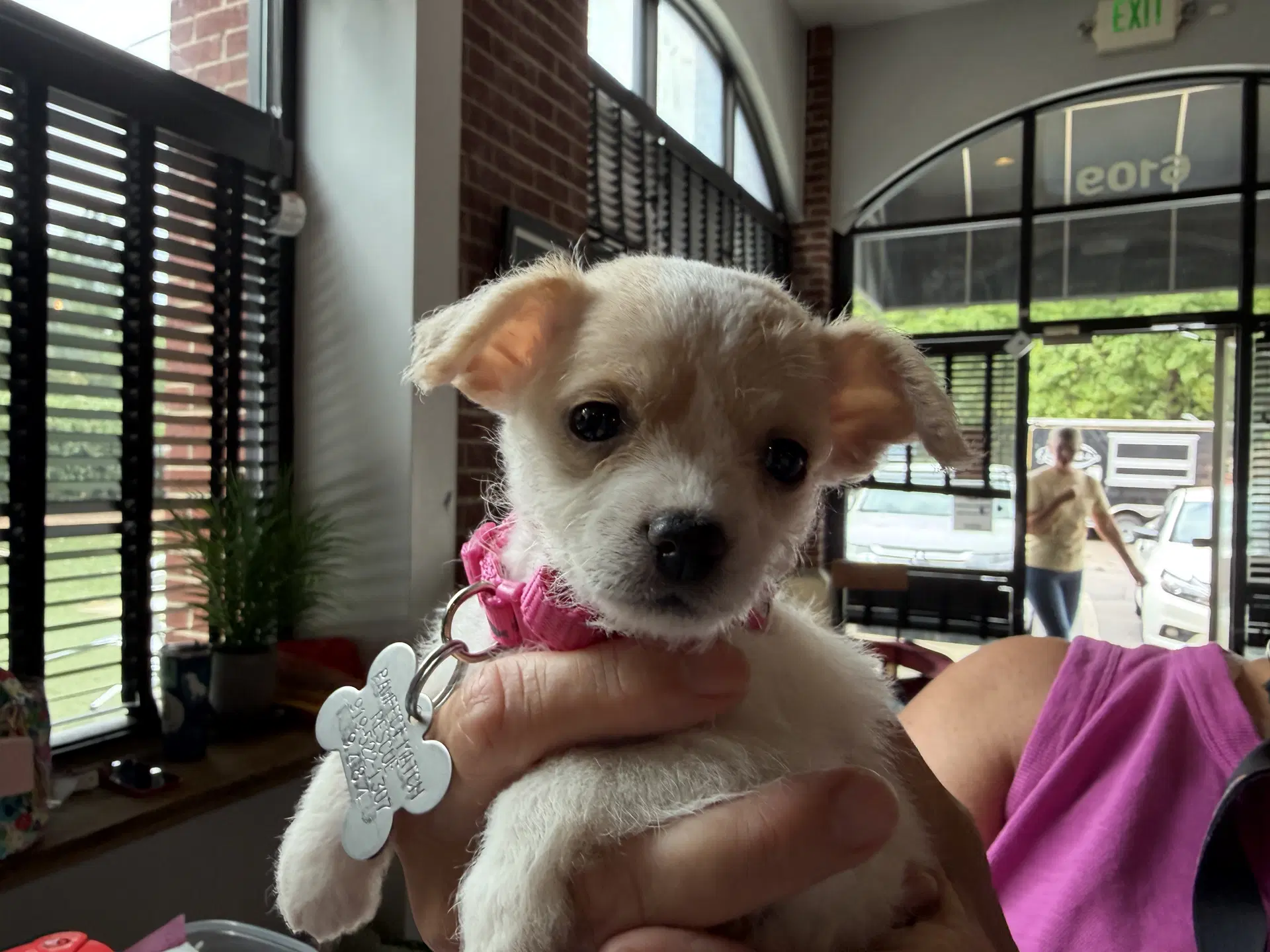 Olive - Chihuahua