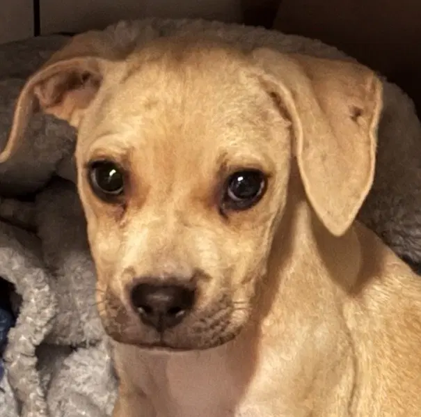 Scout - Black Mouth Cur