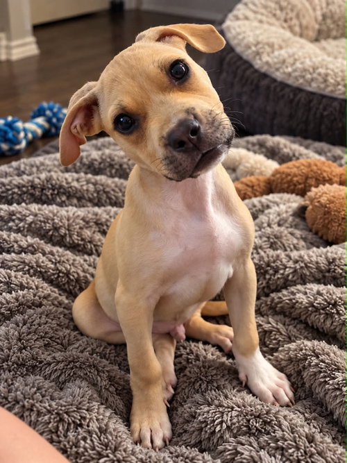 Photo 2 of Scout
