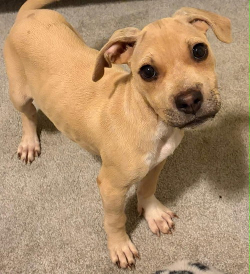 Scout, a dog for adoption from Pawfect Match Rescue