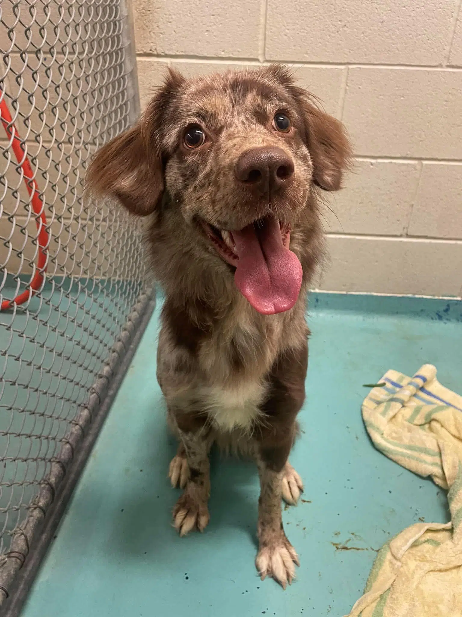 Maggie - Australian Shepherd