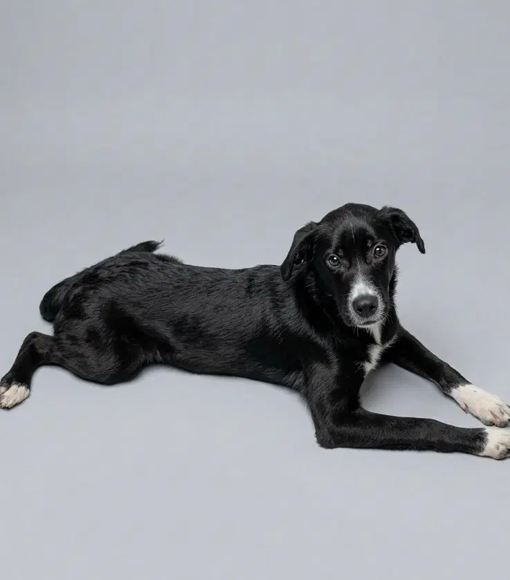 Marlee - Australian Shepherd