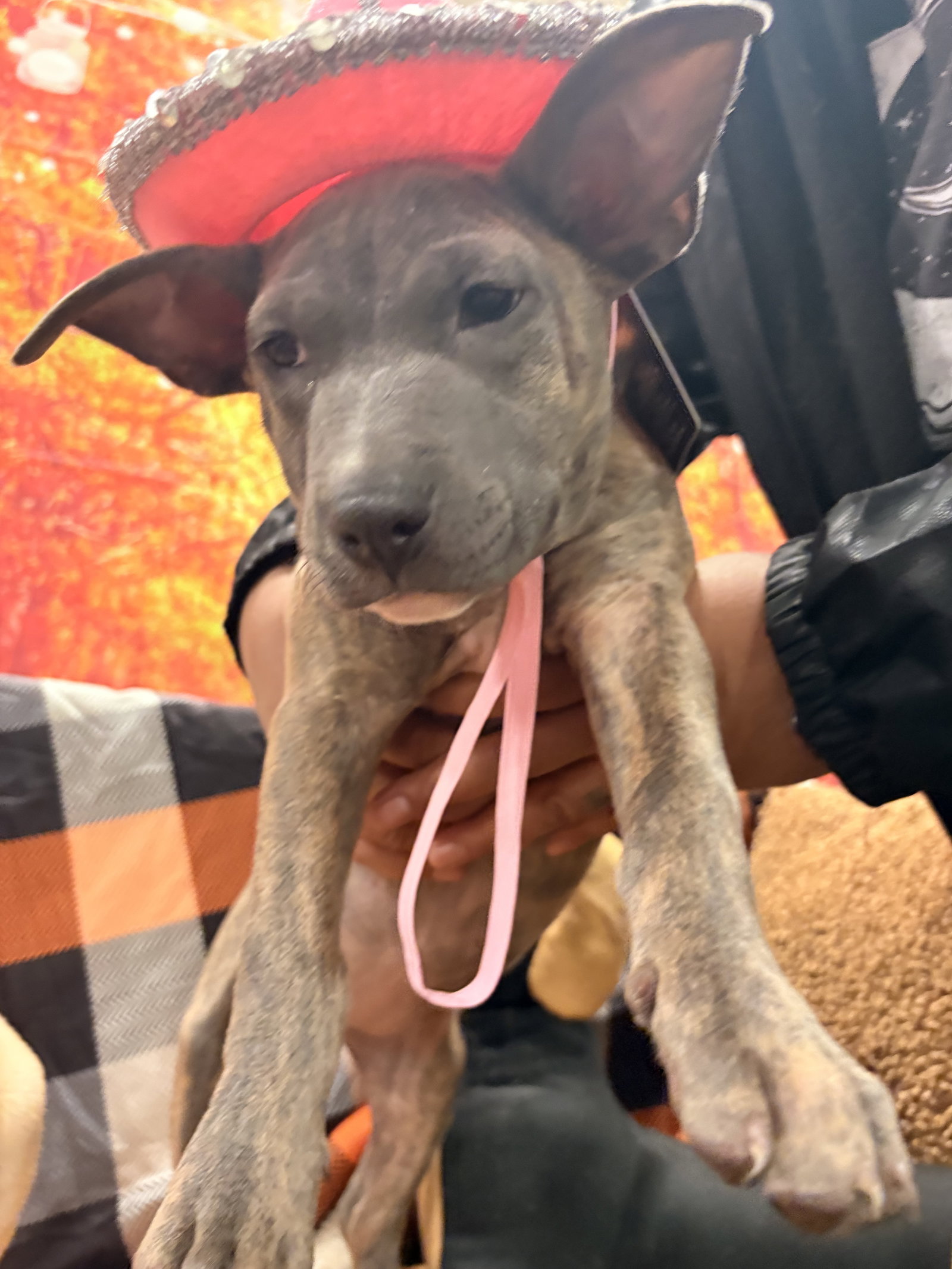 S'mores (Camping Litter)