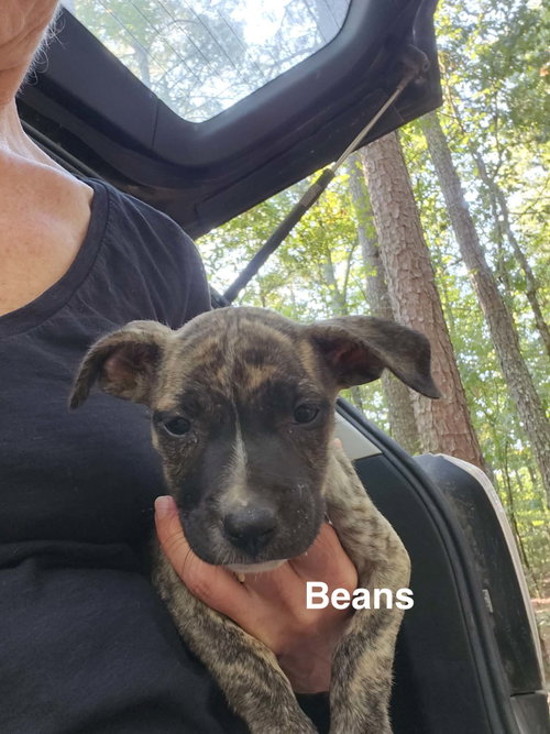 Photo 3 of Beans (Camping Litter)