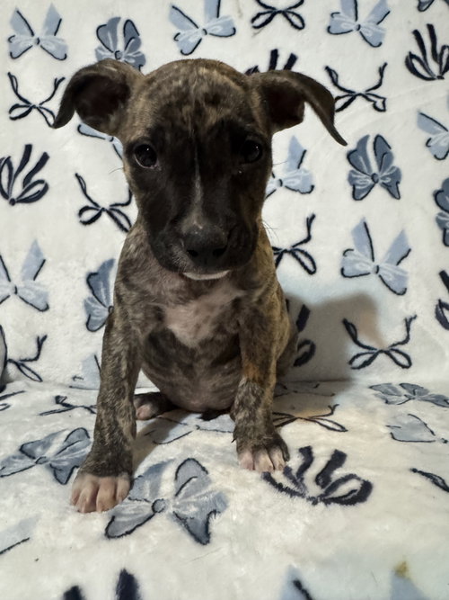 Beans (Camping Litter), a dog for adoption from Pawfect Match Rescue