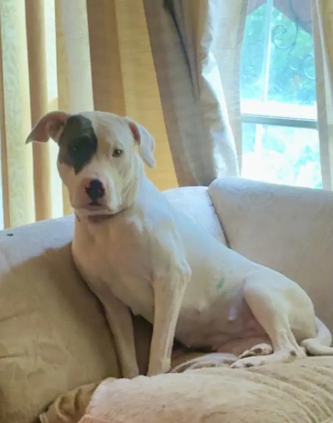 Betty White - American Pit Bull Terrier