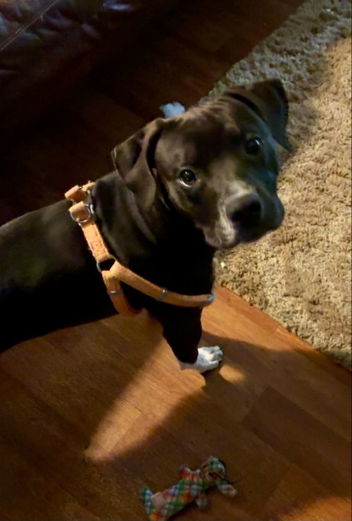 Photo 2 of Zeus