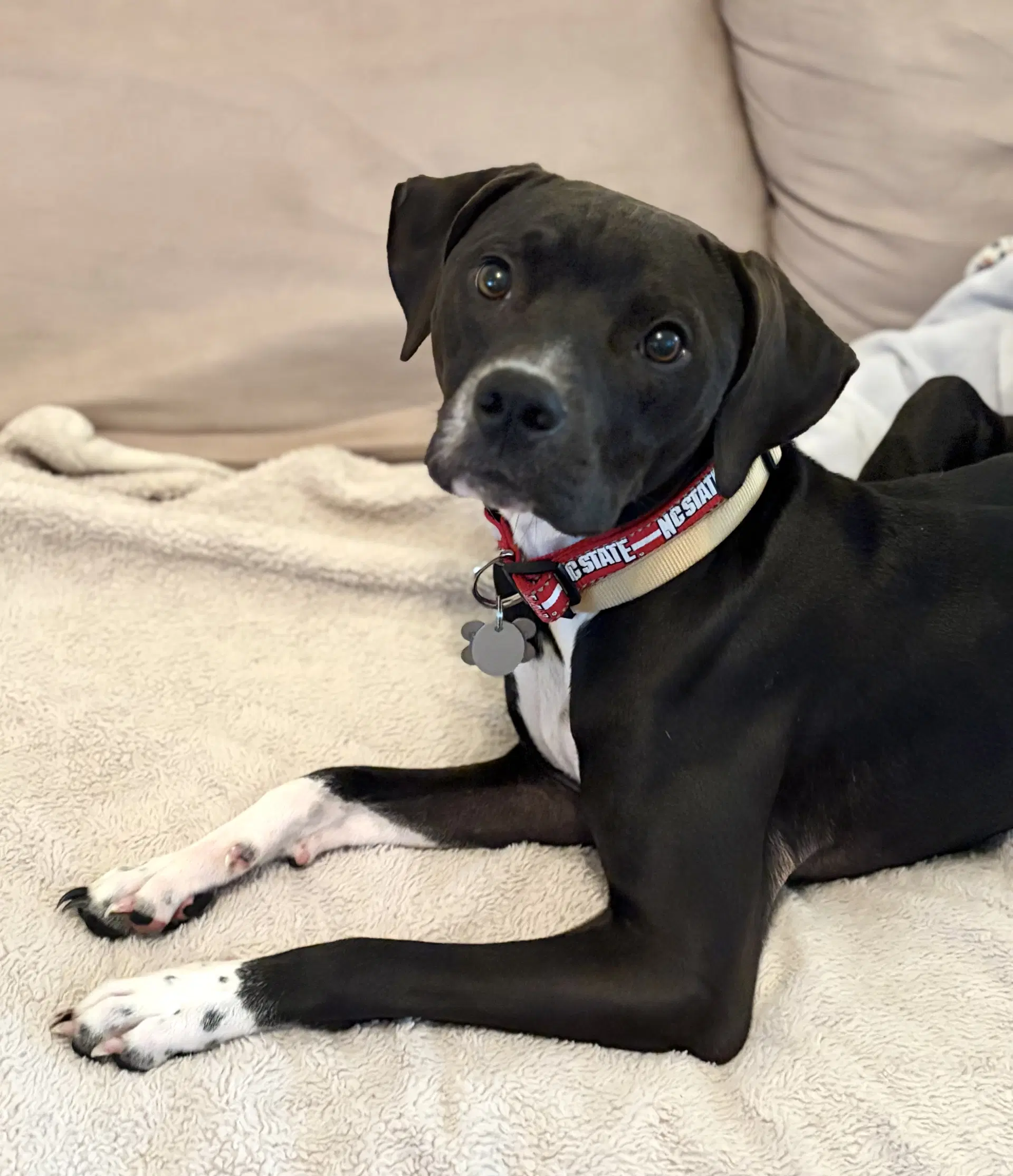 Zeus - Boxer