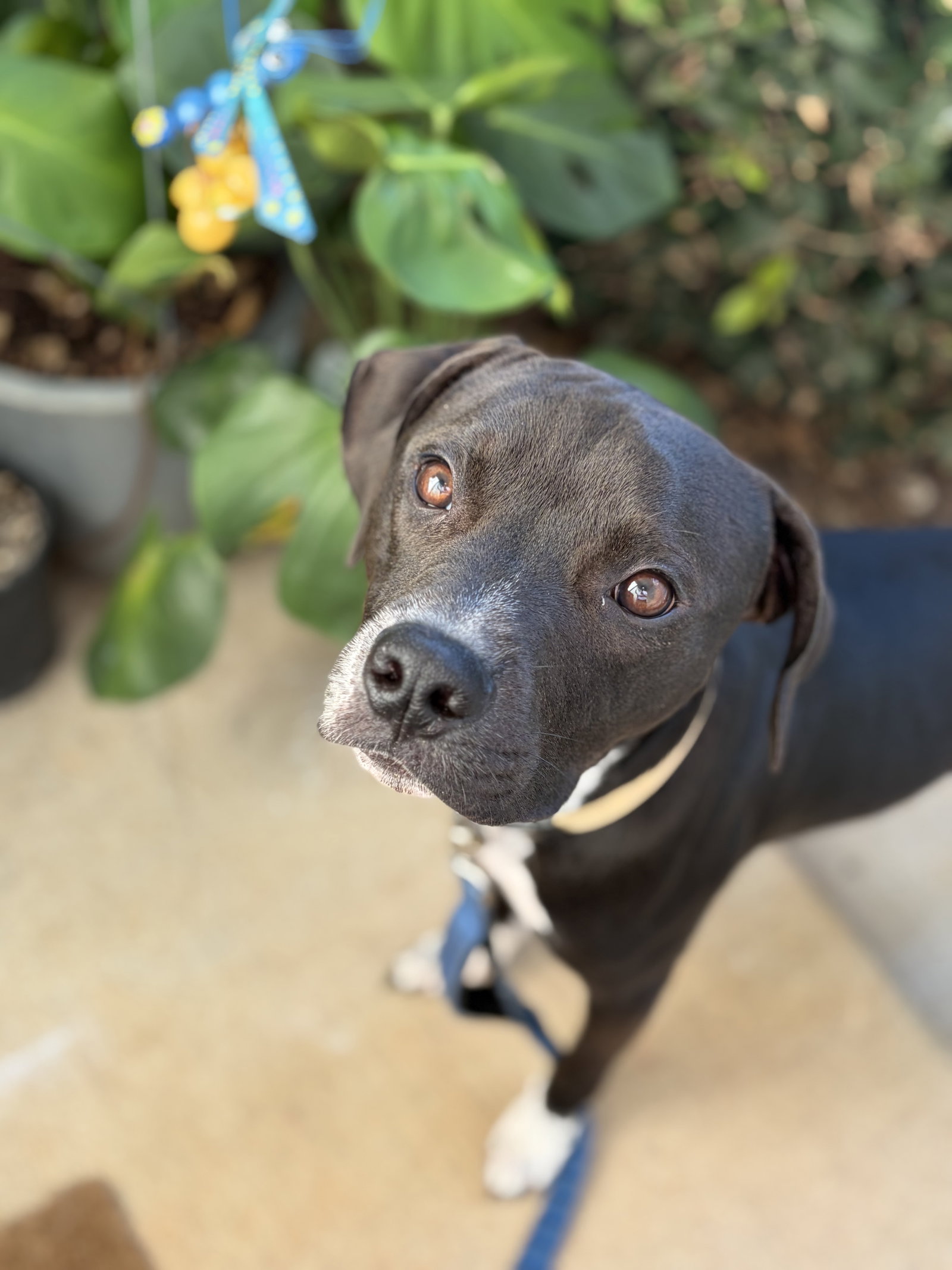 Zeus, photo 5