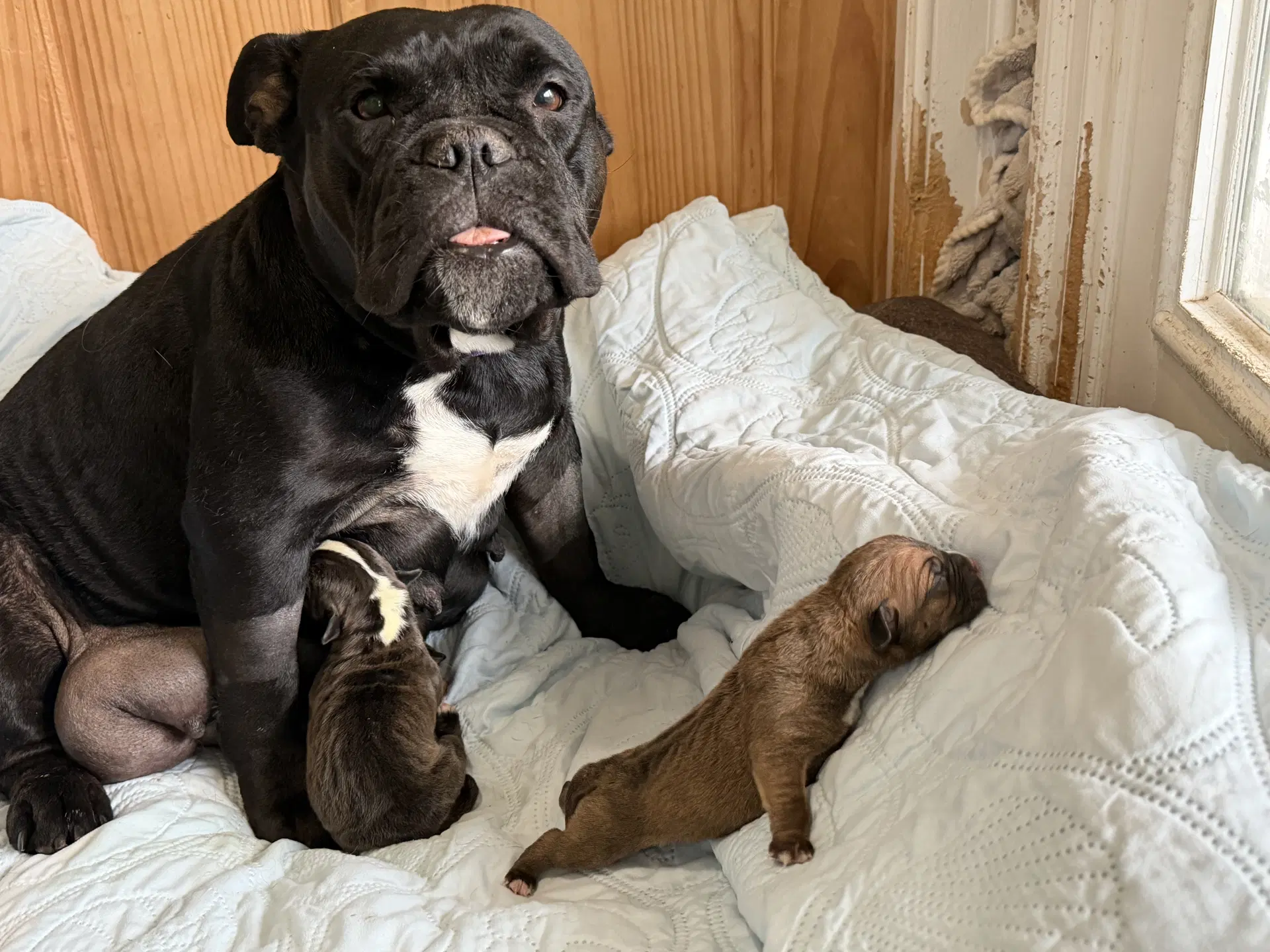 Midnight - English Bulldog