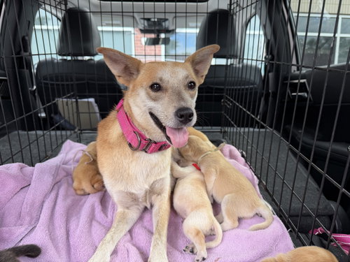 Willow Mae, a dog for adoption from Pawfect Match Rescue