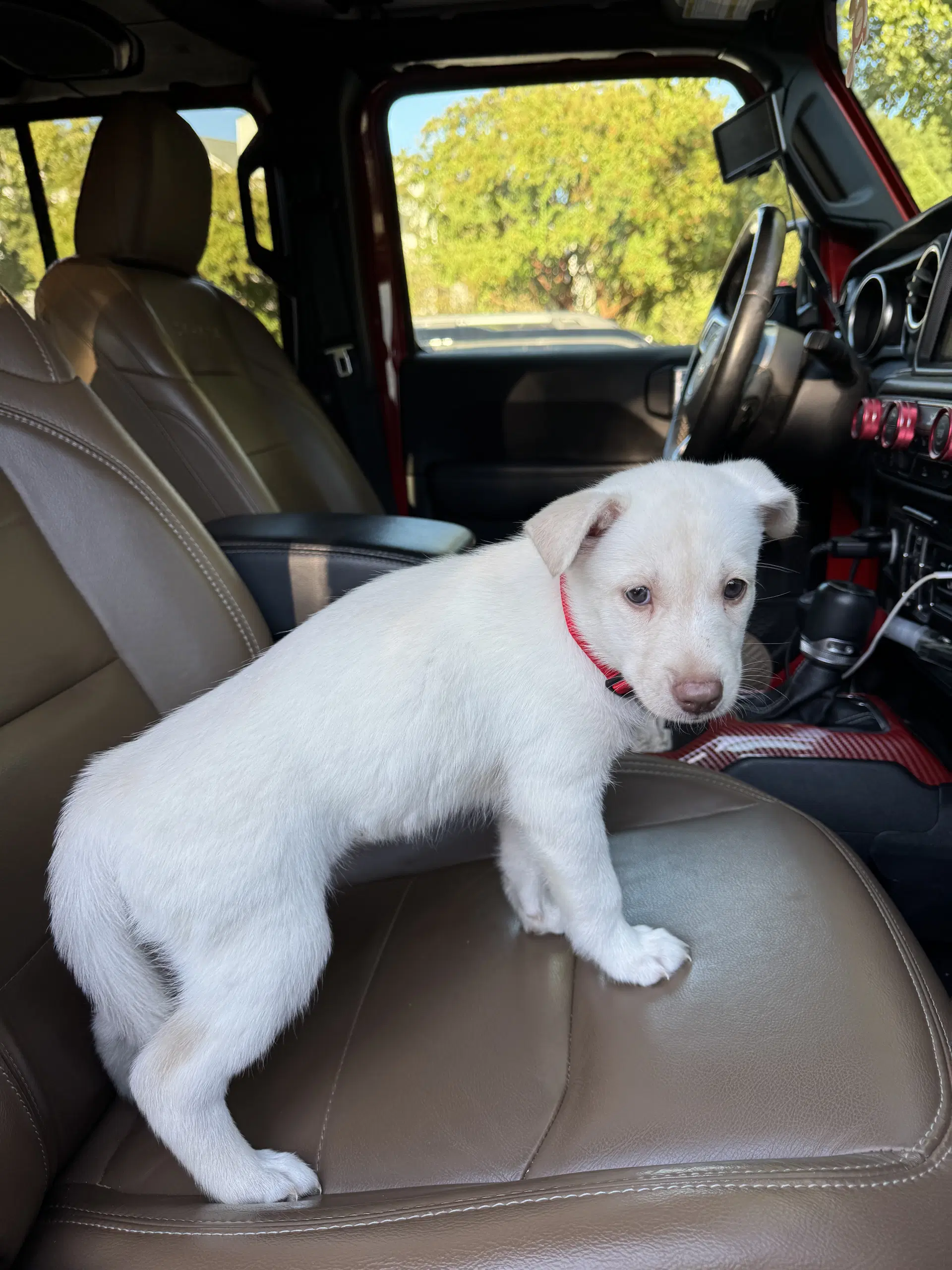 Dumplin - Havelock Litter - Husky
