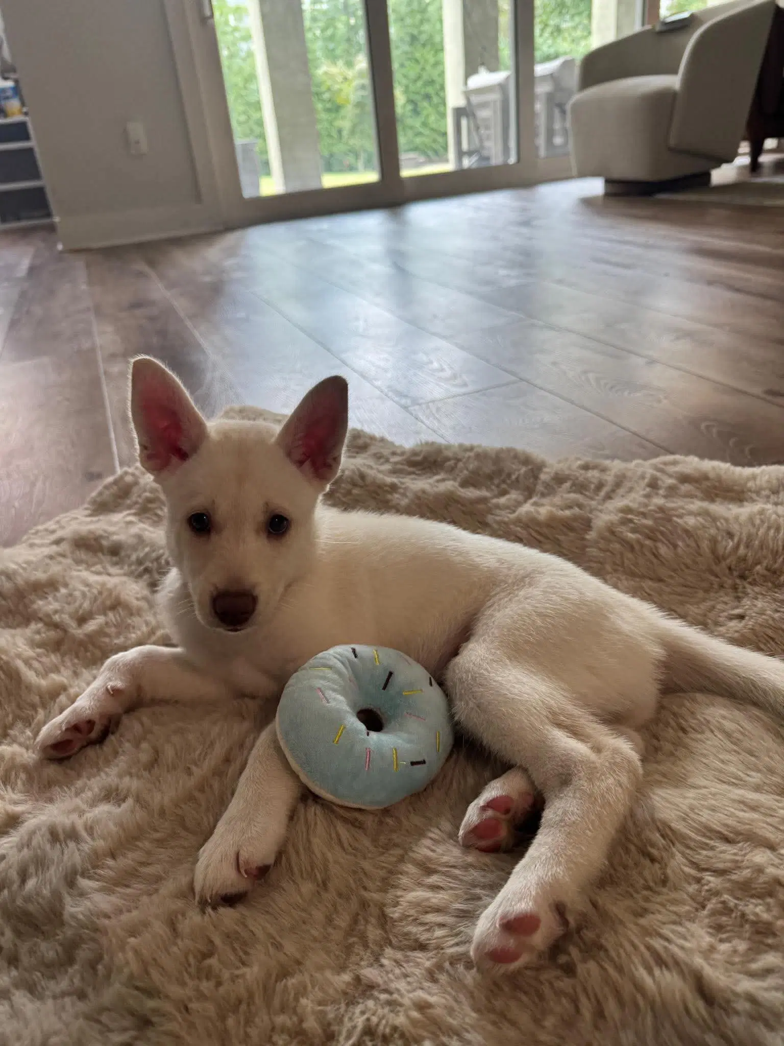 Dumplin - Havelock Litter - Husky