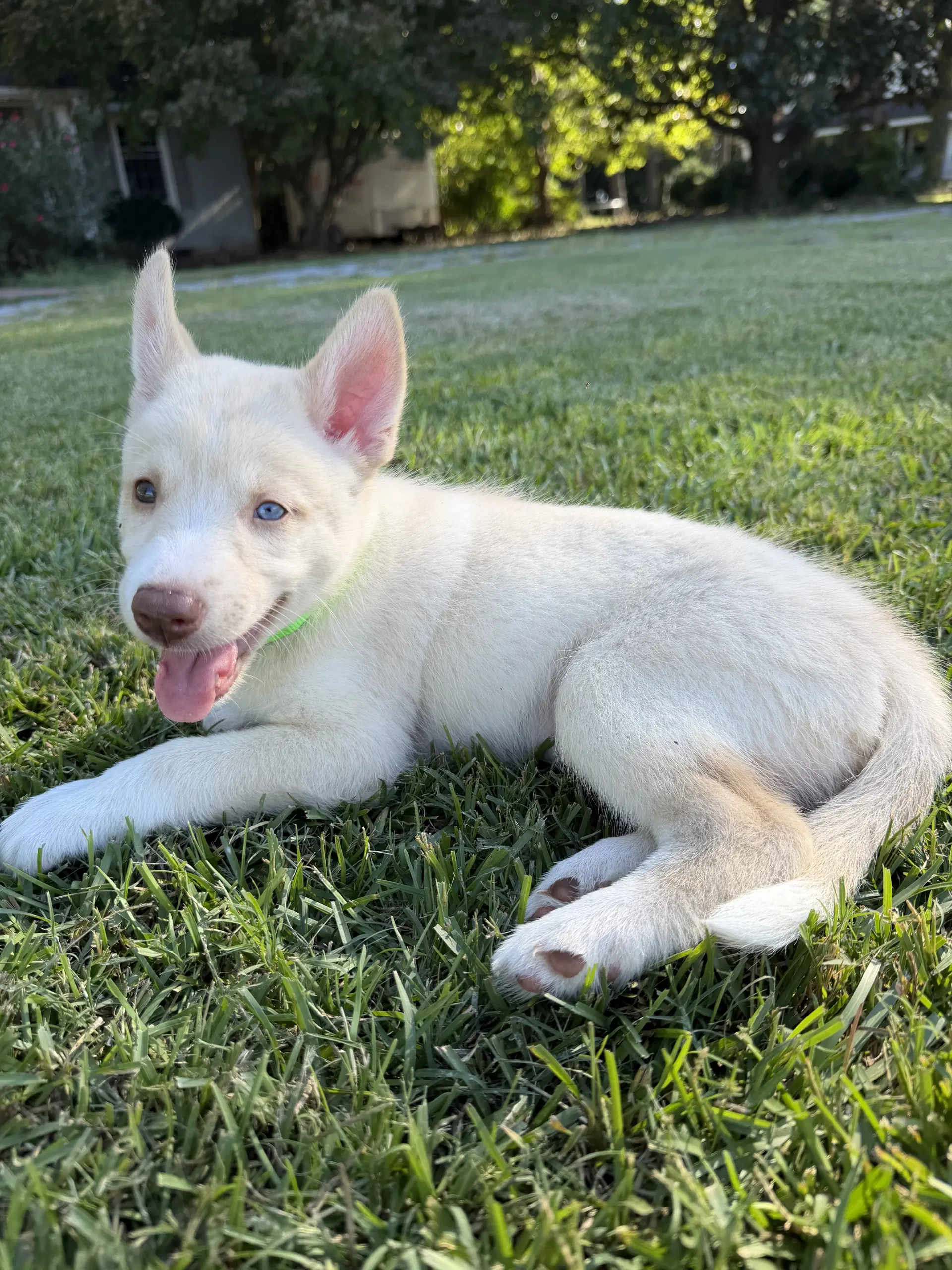 Woody - Havelock Litter - Husky