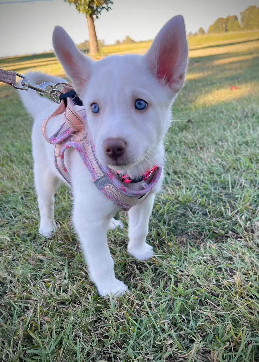Magnolia - Havelock Litter - Husky