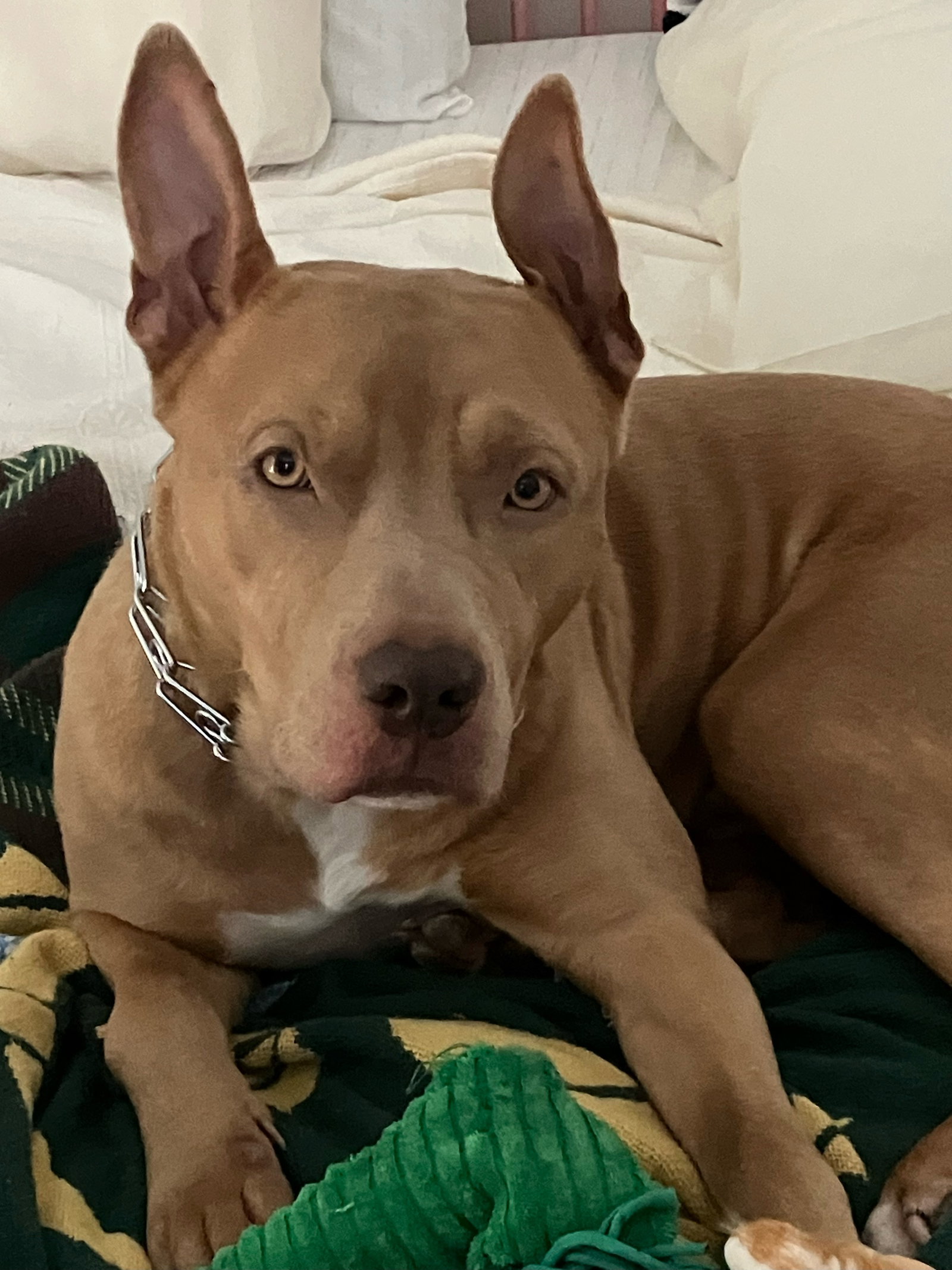 Coda