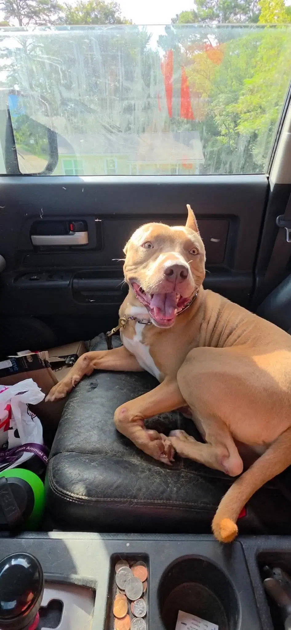 Coda - American Pit Bull Terrier