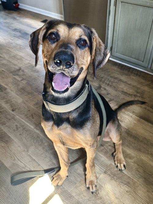 Chip, a dog for adoption from Pawfect Match Rescue