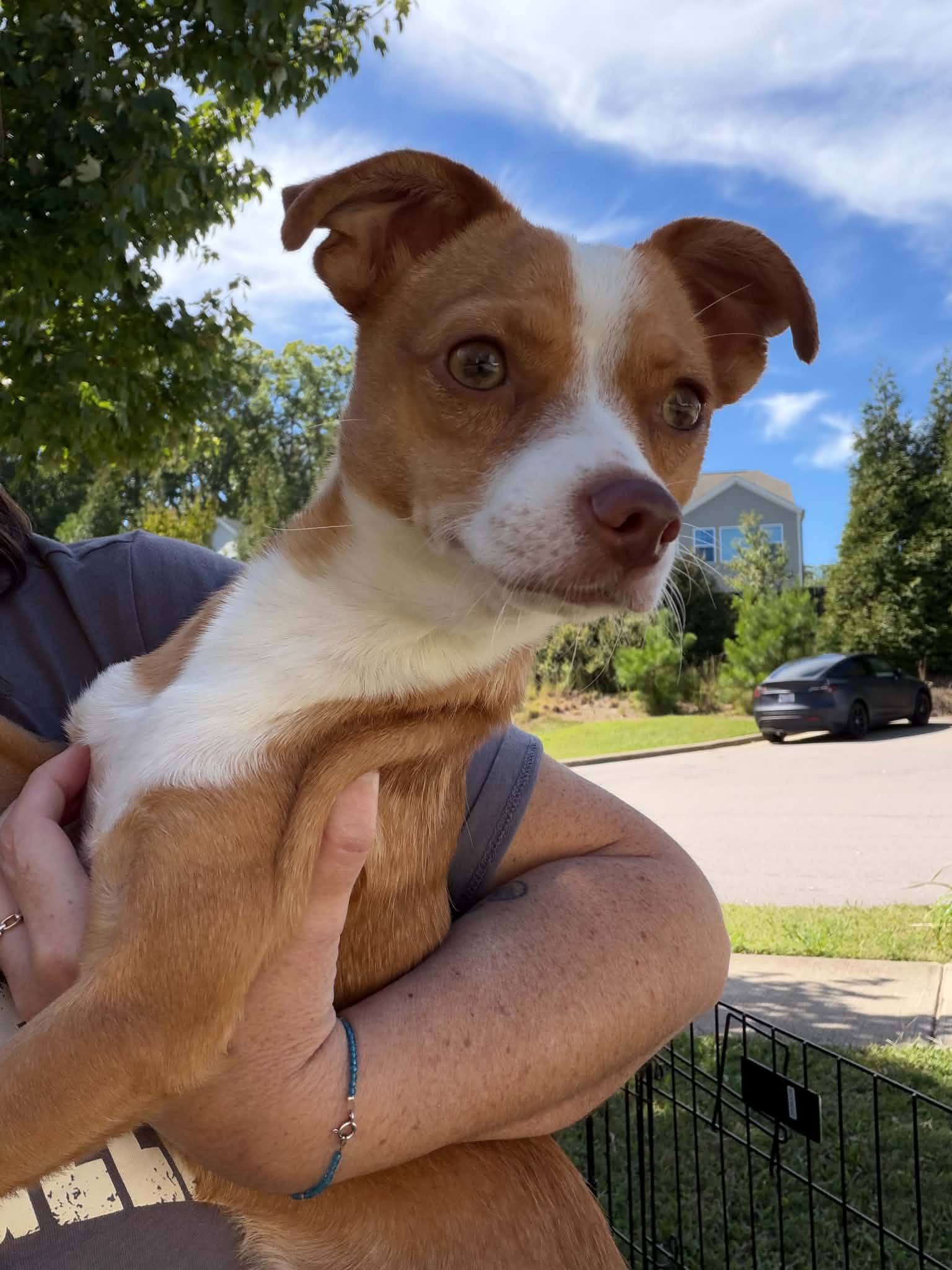 Bruno - Chihuahua