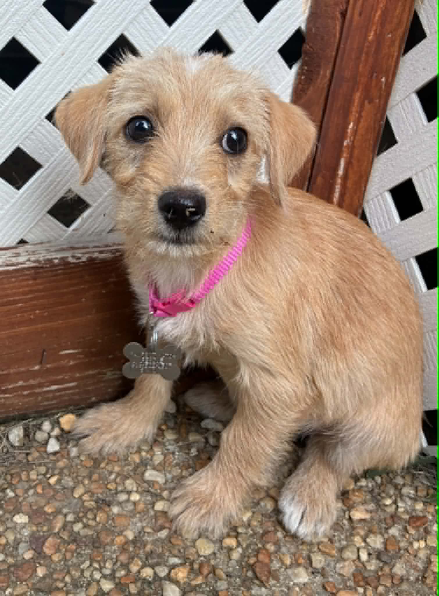 Bonnie - B Litter image 3