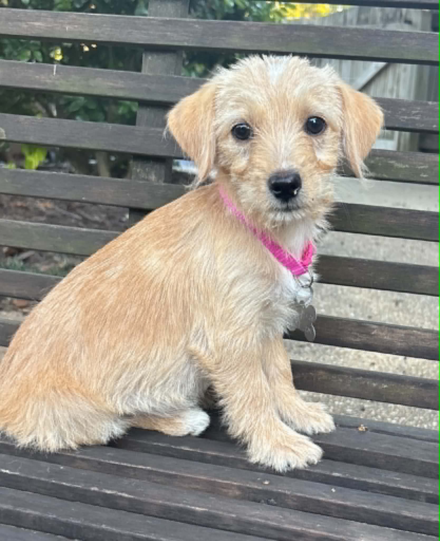 Bonnie - B Litter