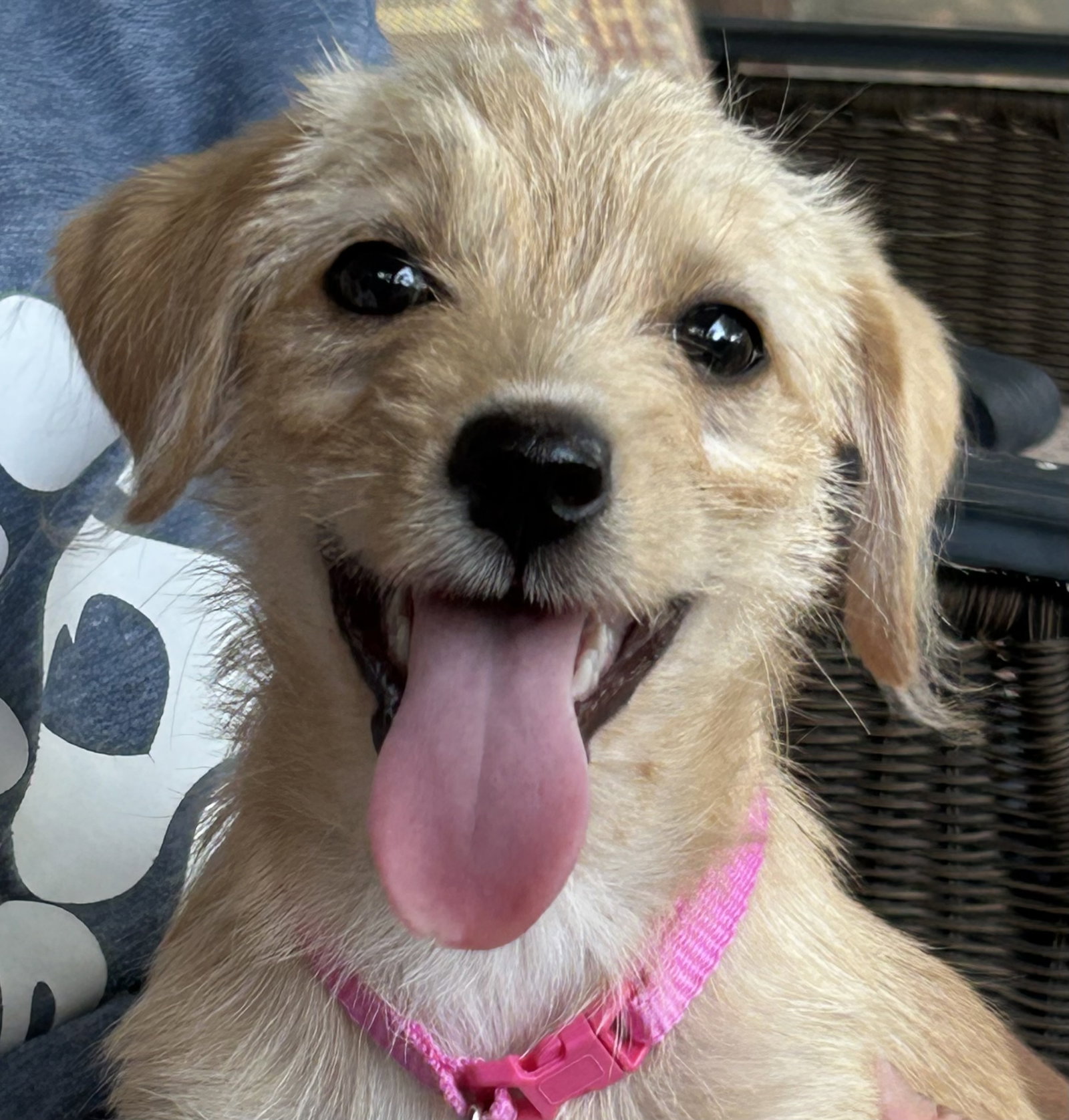 Bonnie, Terrier