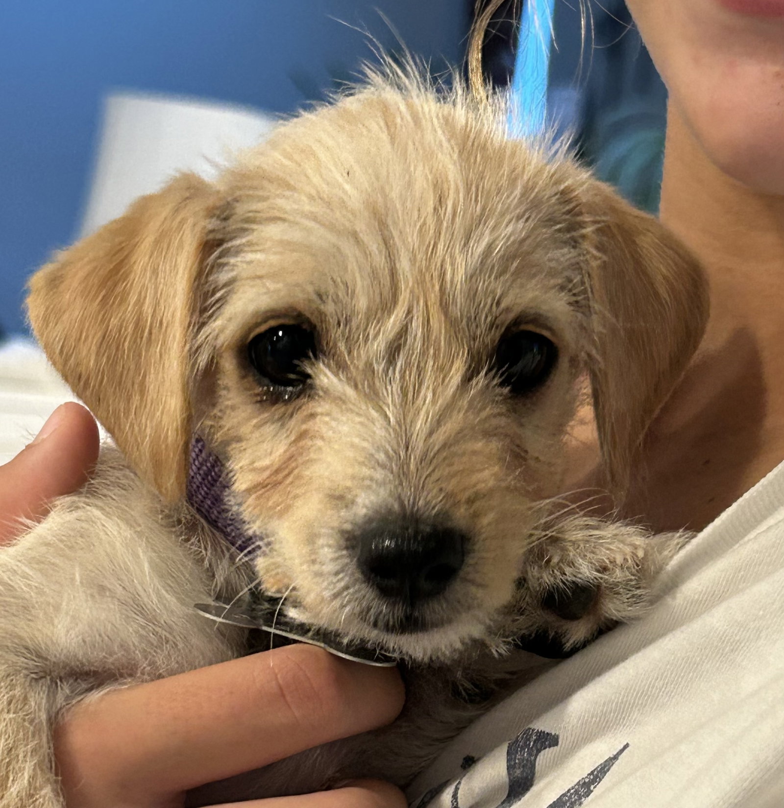 Babs, Terrier