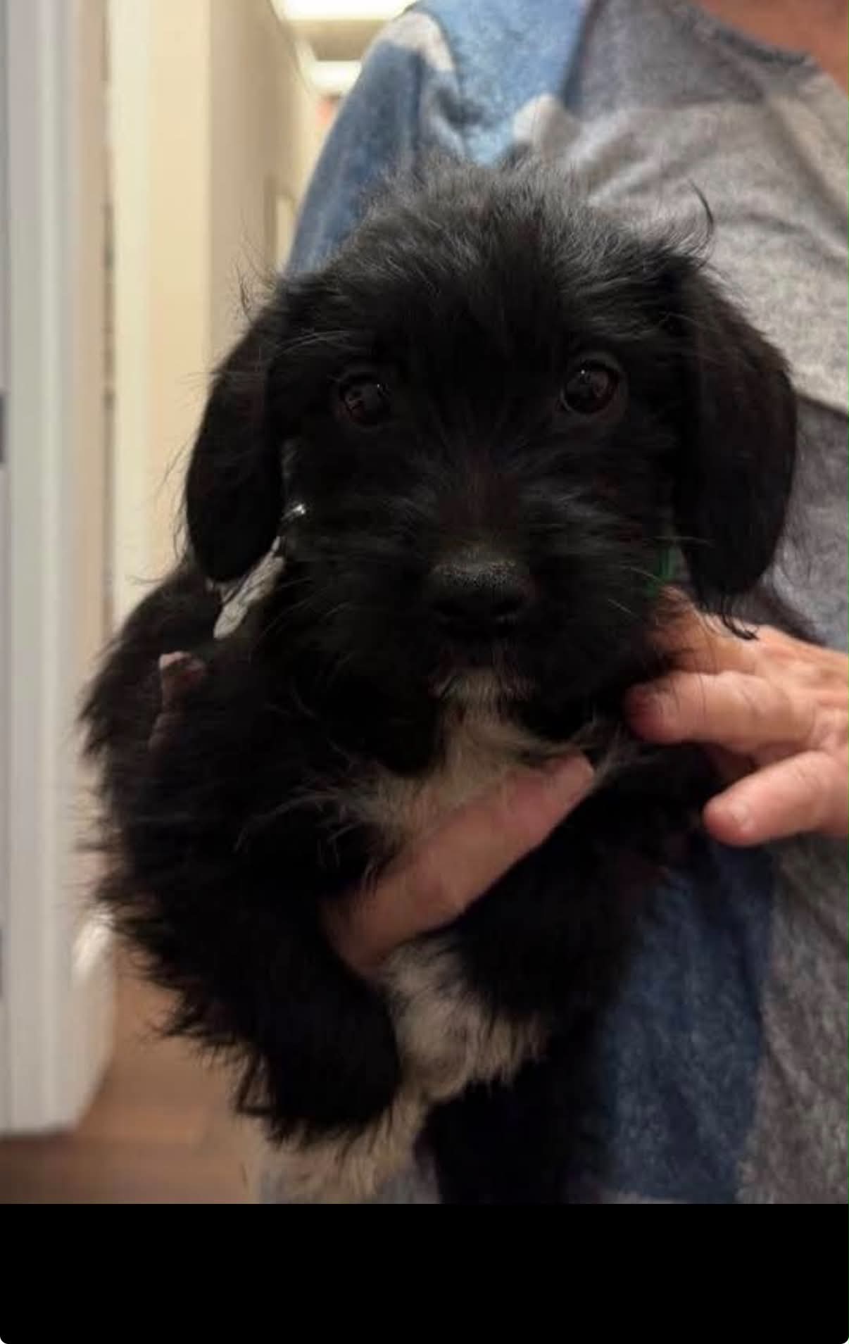 Bert, Terrier