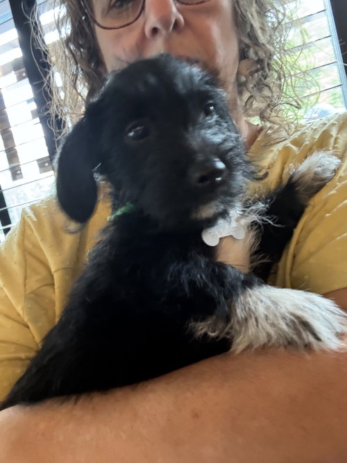 Photo 5 of Bert - "B" Litter