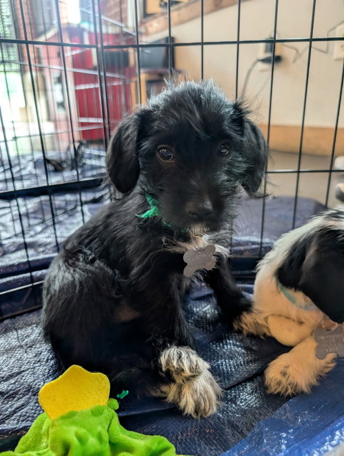 Photo 3 of Bert - "B" Litter